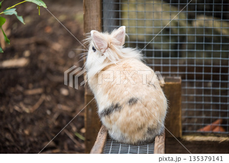 Cute little rabbit back view. Adorable pet Cute little rabbit back view. Adorable pet 135379141