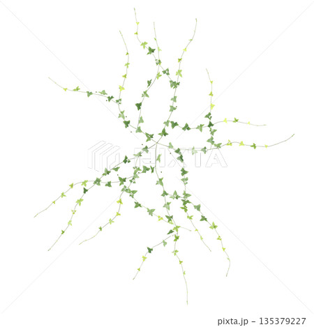 Zehneria indica grass plants 3d illustration on transparent background, top view Zehneria indica grass plants 3d illustration on transparent background, top view 135379227
