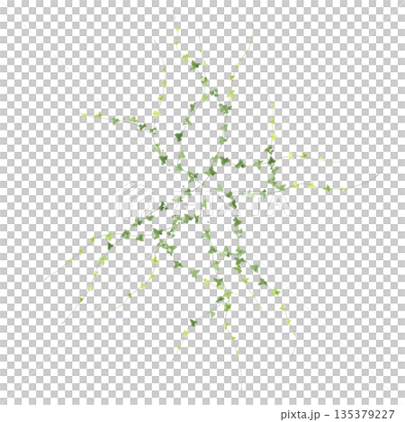 Zehneria indica grass plants 3d illustration on transparent background, top view Zehneria indica grass plants 3d illustration on transparent background, top view 135379227