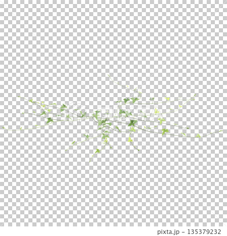 Zehneria indica grass plants 3d illustration on transparent background Zehneria indica grass plants 3d illustration on transparent background 135379232