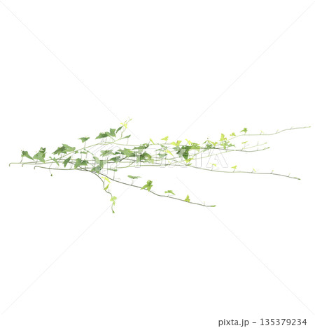 Zehneria indica grass plants 3d illustration on transparent background Zehneria indica grass plants 3d illustration on transparent background 135379234