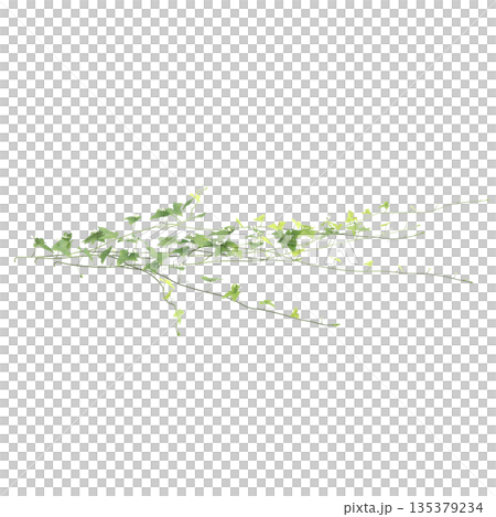 Zehneria indica grass plants 3d illustration on transparent background Zehneria indica grass plants 3d illustration on transparent background 135379234
