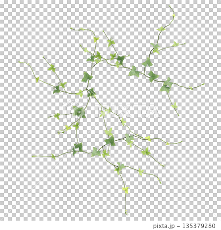 Zehneria indica grass plants 3d illustration on transparent background, top view Zehneria indica grass plants 3d illustration on transparent background, top view 135379280