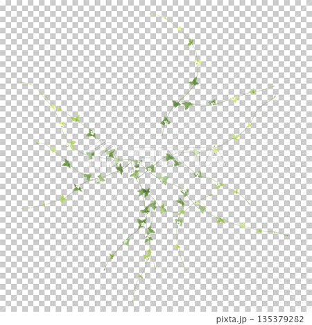 Zehneria indica grass plants 3d illustration on transparent background, top view Zehneria indica grass plants 3d illustration on transparent background, top view 135379282