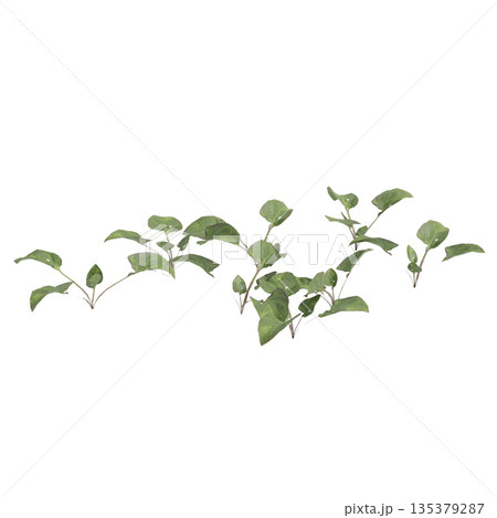 Viola inconspicua bush plants 3d illustration on transparent background 135379287