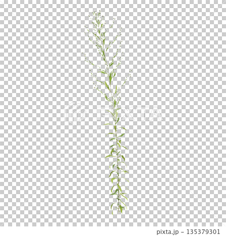 Aster subulatus grass plants 3d illustration on transparent background Aster subulatus grass plants 3d illustration on transparent background 135379301