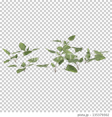Viola inconspicua bush plants 3d illustration on transparent background 135379302