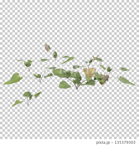Viola inconspicua bush plants 3d illustration on transparent background Viola inconspicua bush plants 3d illustration on transparent background 135379303