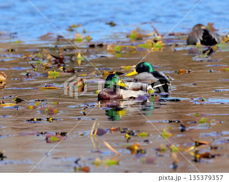 マガモ 135379357