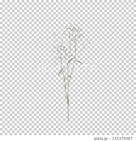 Conyza canadensis grass plants 3d illustration on transparent background Conyza canadensis grass plants 3d illustration on transparent background 135379367