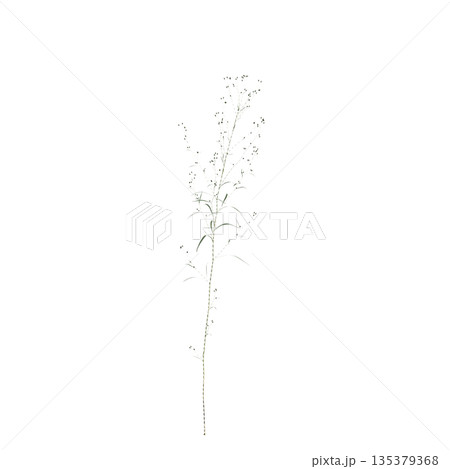 Conyza canadensis grass plants 3d illustration on transparent background Conyza canadensis grass plants 3d illustration on transparent background 135379368