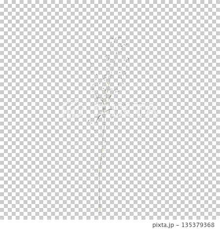 Conyza canadensis grass plants 3d illustration on transparent background 135379368