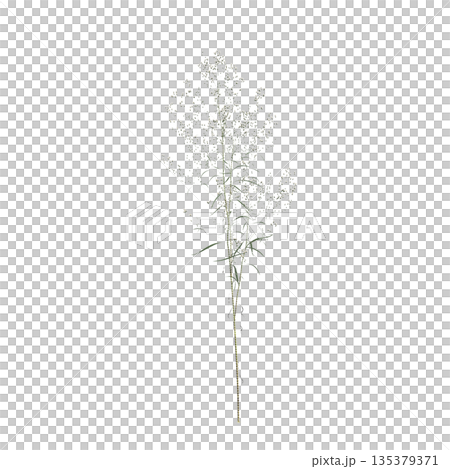 Conyza canadensis grass plants 3d illustration on transparent background Conyza canadensis grass plants 3d illustration on transparent background 135379371