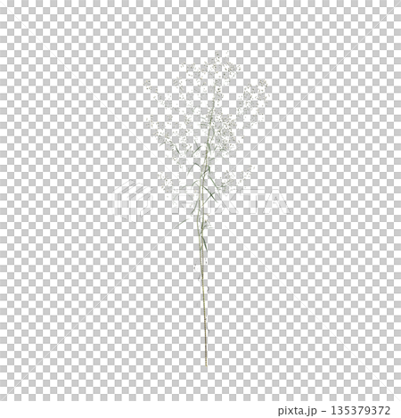 Conyza canadensis grass plants 3d illustration on transparent background 135379372