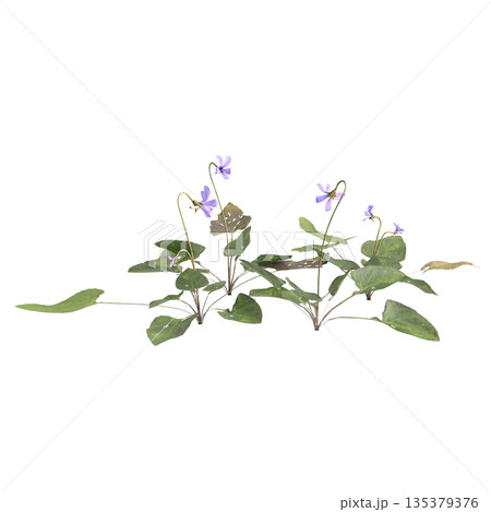 Viola inconspicua bush plants 3d illustration on transparent background 135379376