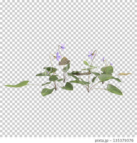 Viola inconspicua bush plants 3d illustration on transparent background 135379376