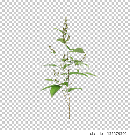Amaranthus viridis grass plants 3d illustration on transparent background 135379392