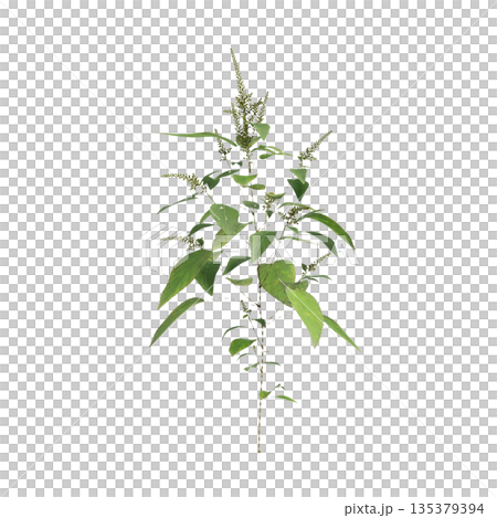 Amaranthus viridis grass plants 3d illustration on transparent background 135379394