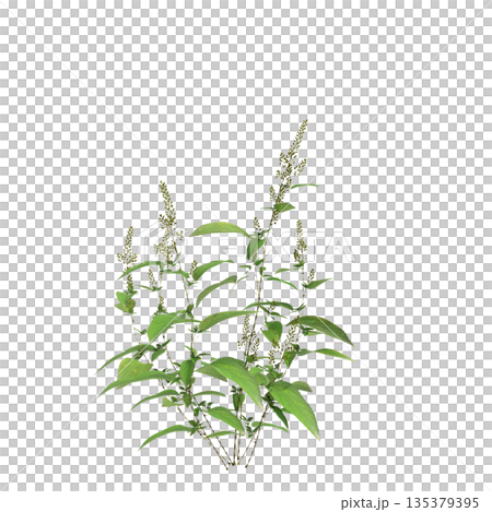 Amaranthus viridis grass plants 3d illustration on transparent background 135379395