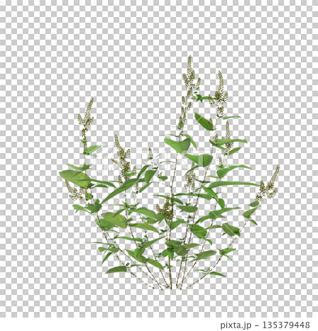 Amaranthus viridis grass plants 3d illustration on transparent background Amaranthus viridis grass plants 3d illustration on transparent background 135379448