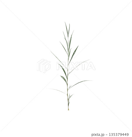 Conyza canadensis grass plants 3d illustration on transparent background Conyza canadensis grass plants 3d illustration on transparent background 135379449