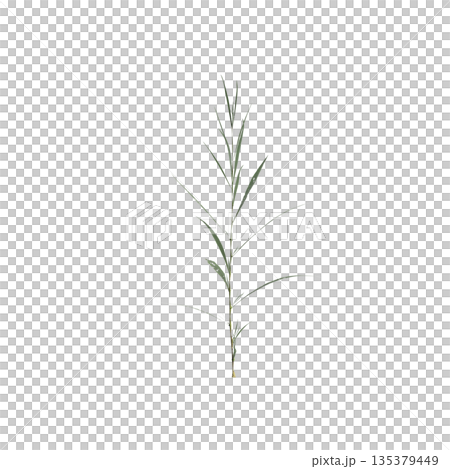 Conyza canadensis grass plants 3d illustration on transparent background Conyza canadensis grass plants 3d illustration on transparent background 135379449
