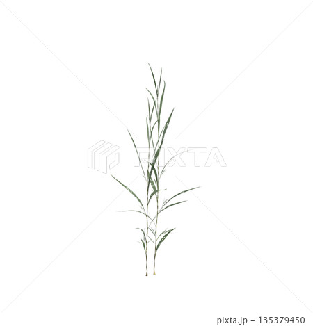 Conyza canadensis grass plants 3d illustration on transparent background 135379450