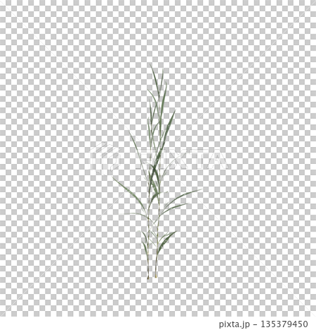 Conyza canadensis grass plants 3d illustration on transparent background 135379450