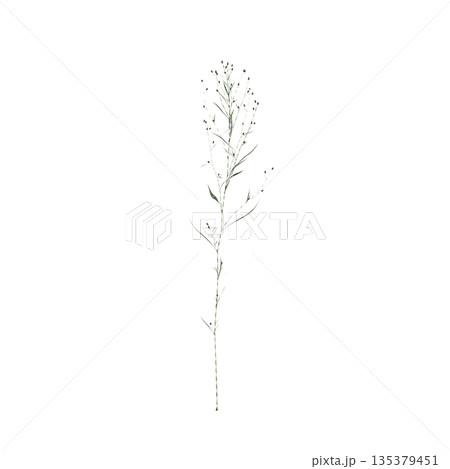 Conyza canadensis grass plants 3d illustration on transparent background 135379451