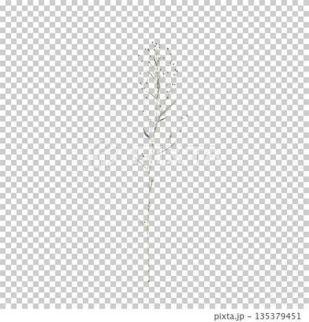 Conyza canadensis grass plants 3d illustration on transparent background 135379451