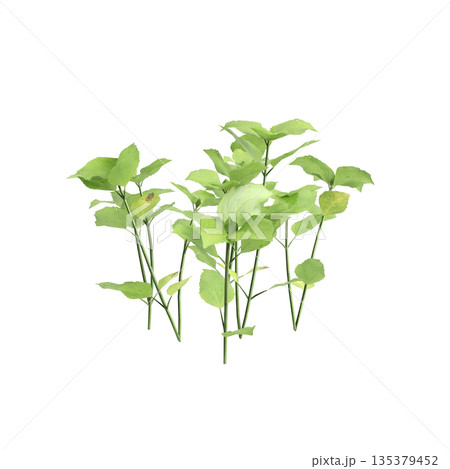 Stellaria media bush plants 3d illustration on transparent background 135379452