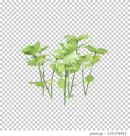 Stellaria media bush plants 3d illustration on transparent background 135379452