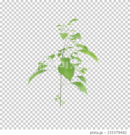 Solanum nigrum grass plants 3d illustration on transparent background Solanum nigrum grass plants 3d illustration on transparent background 135379482