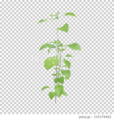 Solanum nigrum grass plants 3d illustration on transparent background Solanum nigrum grass plants 3d illustration on transparent background 135379483