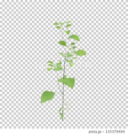 Solanum nigrum grass plants 3d illustration on transparent background Solanum nigrum grass plants 3d illustration on transparent background 135379484