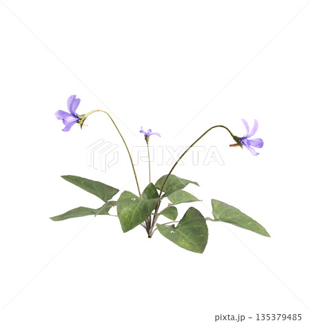 Viola inconspicua bush plants 3d illustration on transparent background Viola inconspicua bush plants 3d illustration on transparent background 135379485