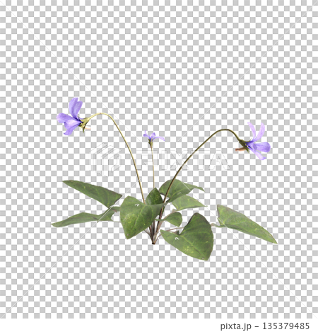 Viola inconspicua bush plants 3d illustration on transparent background Viola inconspicua bush plants 3d illustration on transparent background 135379485