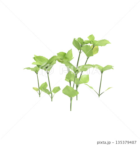 Stellaria media bush plants 3d illustration on transparent background 135379487