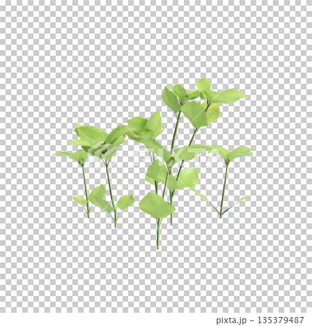 Stellaria media bush plants 3d illustration on transparent background 135379487