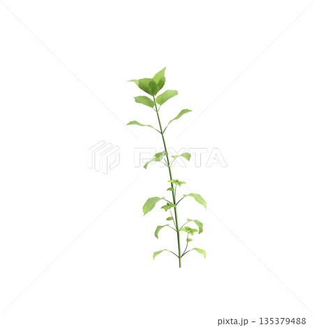 Stellaria media bush plants 3d illustration on transparent background Stellaria media bush plants 3d illustration on transparent background 135379488