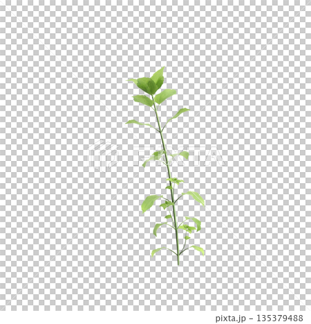 Stellaria media bush plants 3d illustration on transparent background Stellaria media bush plants 3d illustration on transparent background 135379488