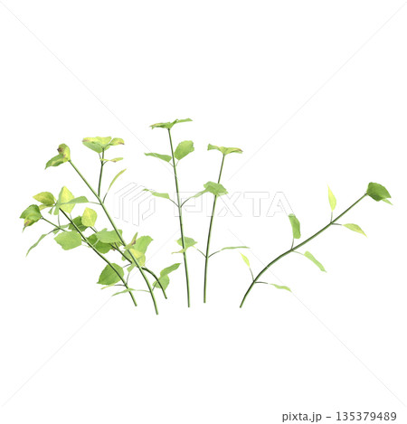 Stellaria media bush plants 3d illustration on transparent background 135379489