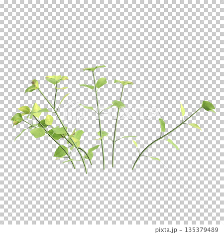 Stellaria media bush plants 3d illustration on transparent background 135379489