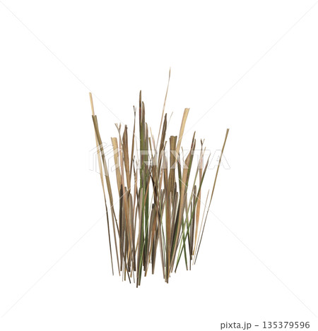 Dry grass plants 3d illustration on transparent background Dry grass plants 3d illustration on transparent background 135379596