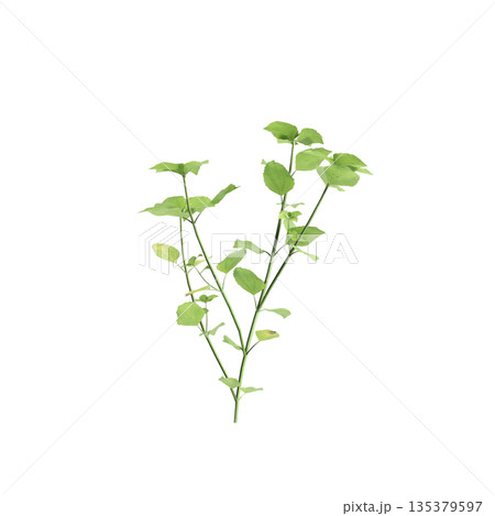 Stellaria media bush plants 3d illustration on transparent background 135379597