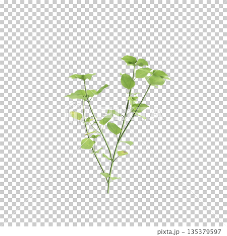 Stellaria media bush plants 3d illustration on transparent background 135379597