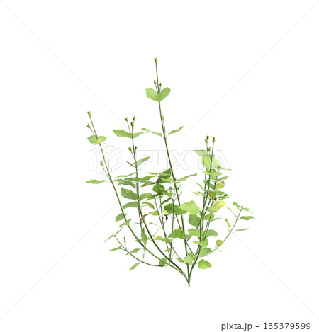 Stellaria media bush plants 3d illustration on transparent background Stellaria media bush plants 3d illustration on transparent background 135379599