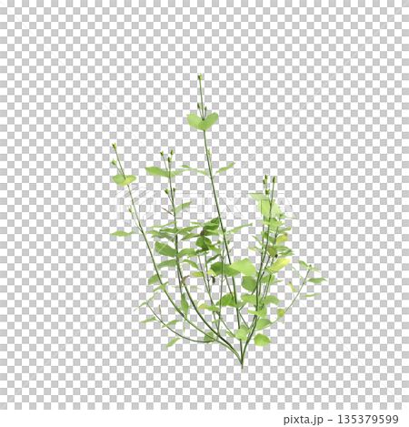 Stellaria media bush plants 3d illustration on transparent background Stellaria media bush plants 3d illustration on transparent background 135379599