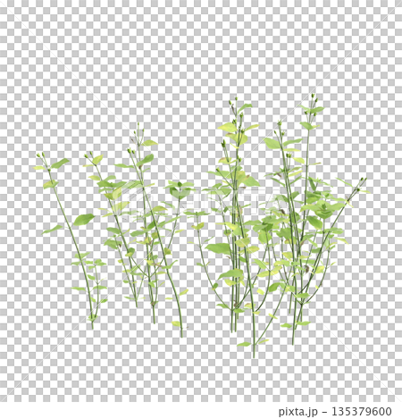 Stellaria media bush plants 3d illustration on transparent background 135379600