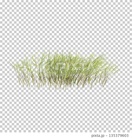 Pogonatherum crinitum bush plants 3d illustration on transparent background Pogonatherum crinitum bush plants 3d illustration on transparent background 135379603